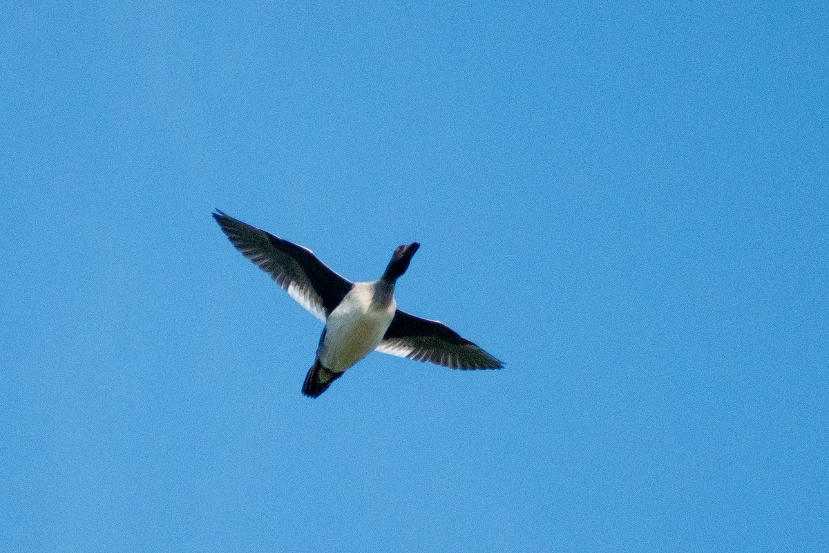 ホオジロガモ - ML647004354