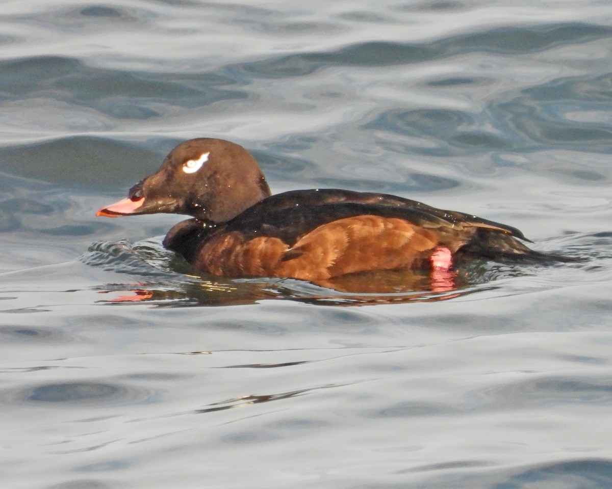 アメリカビロードキンクロ - ML647004356