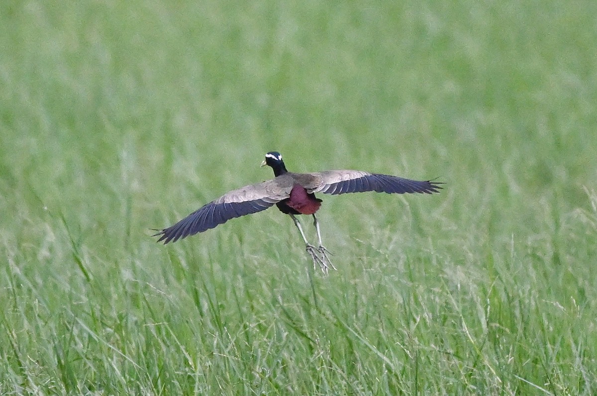 Bronze-winged Jacana - ML647004358