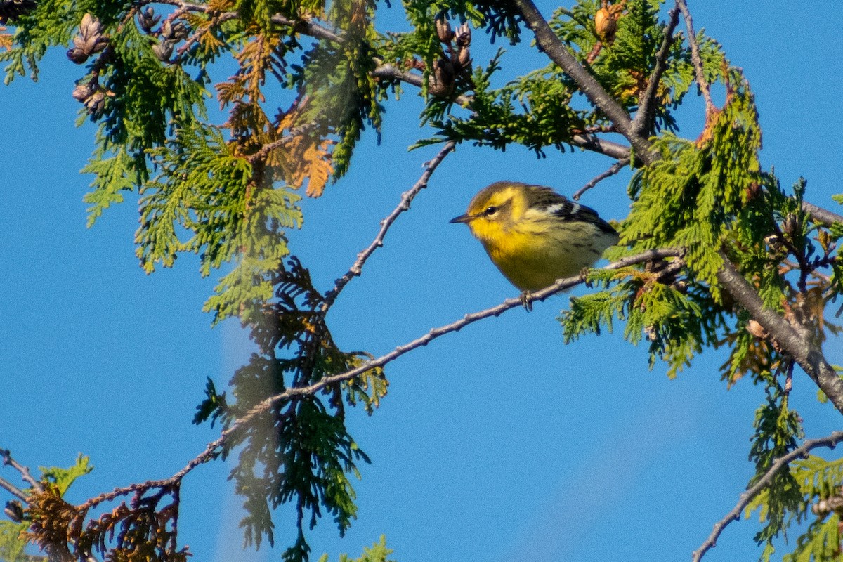 キマユアメリカムシクイ - ML647004361