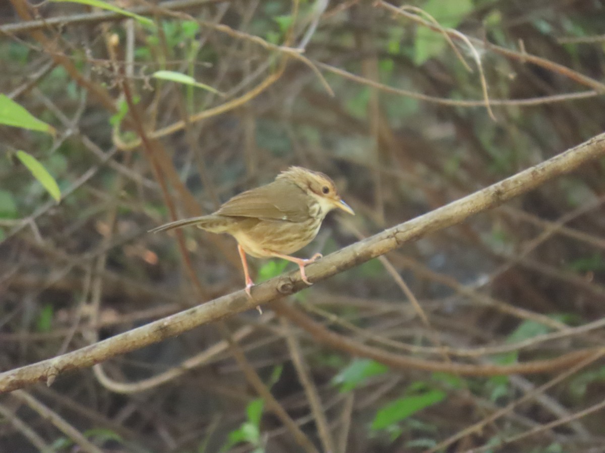 ムナフジチメドリ - ML647004362