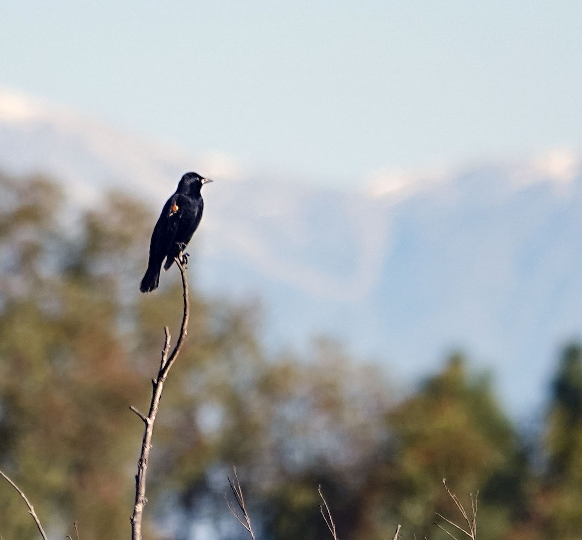 ハゴロモガラス - ML647004365