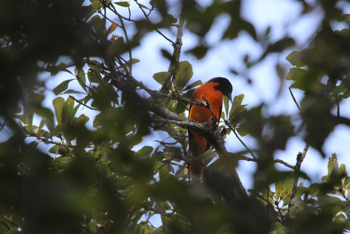 ボルチモアムクドリモドキ - ML647004367