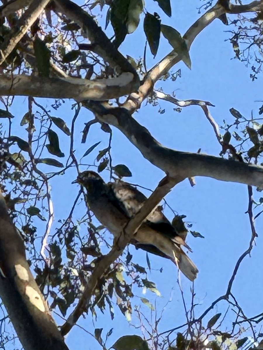 オビオバト - ML647004368