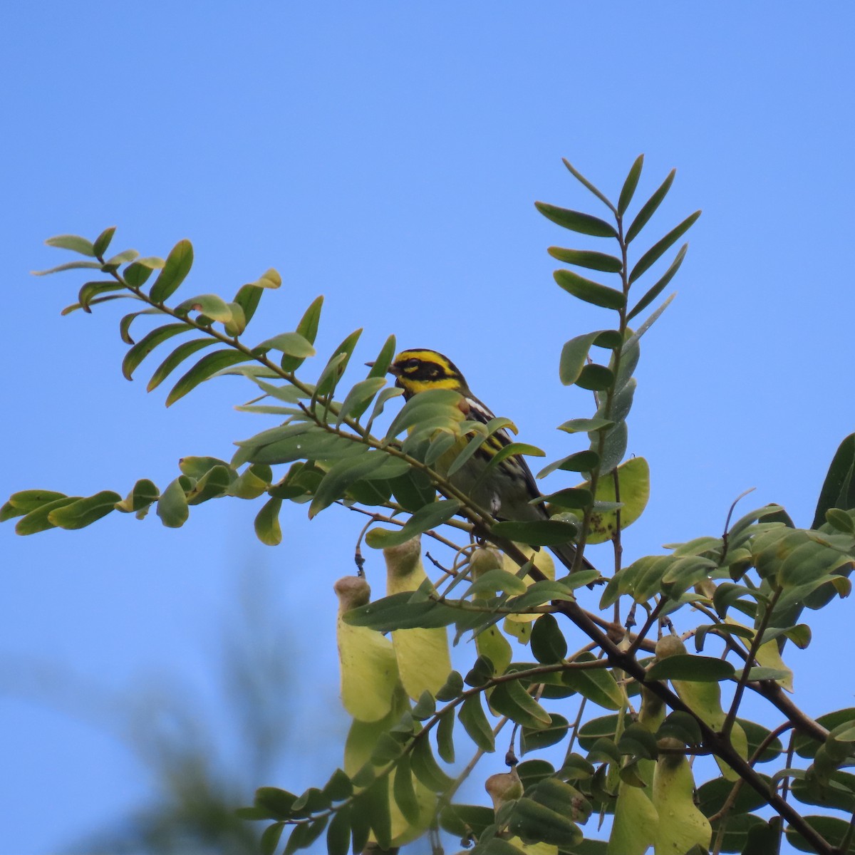 タウンゼンドアメリカムシクイ - ML647004369