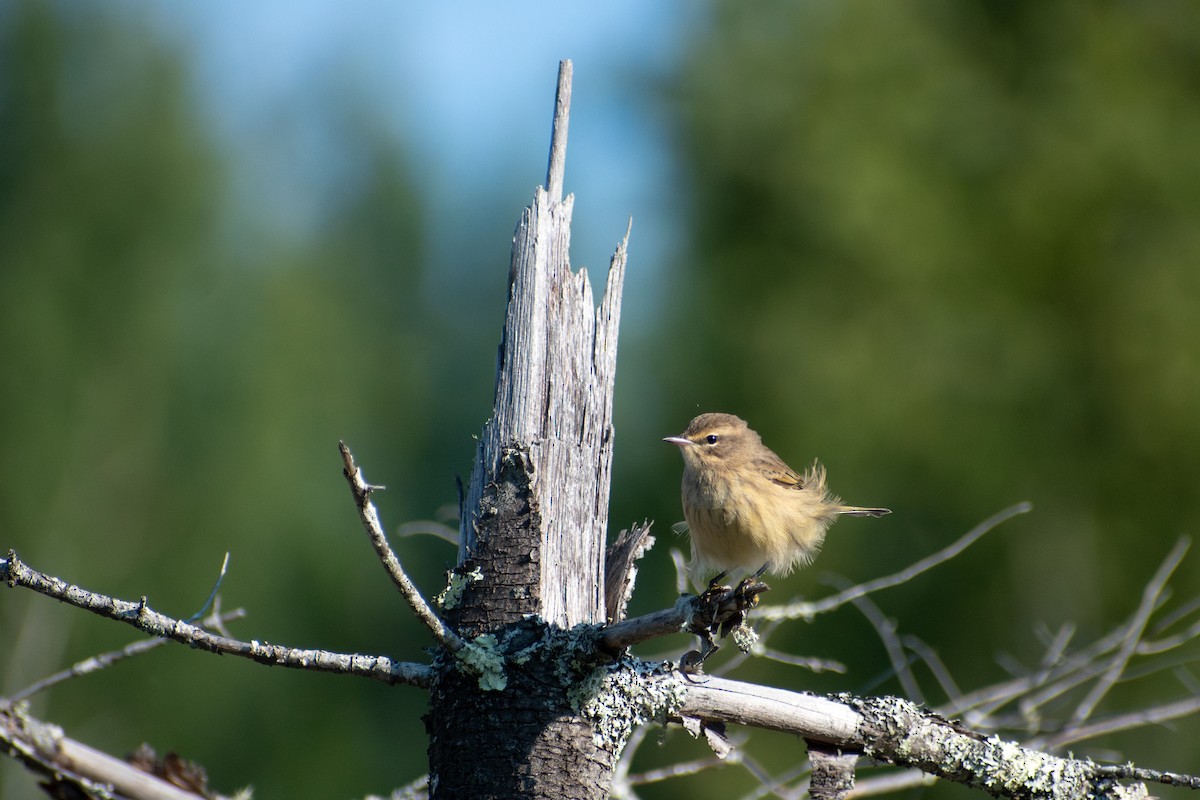 ヤシアメリカムシクイ - ML647004371