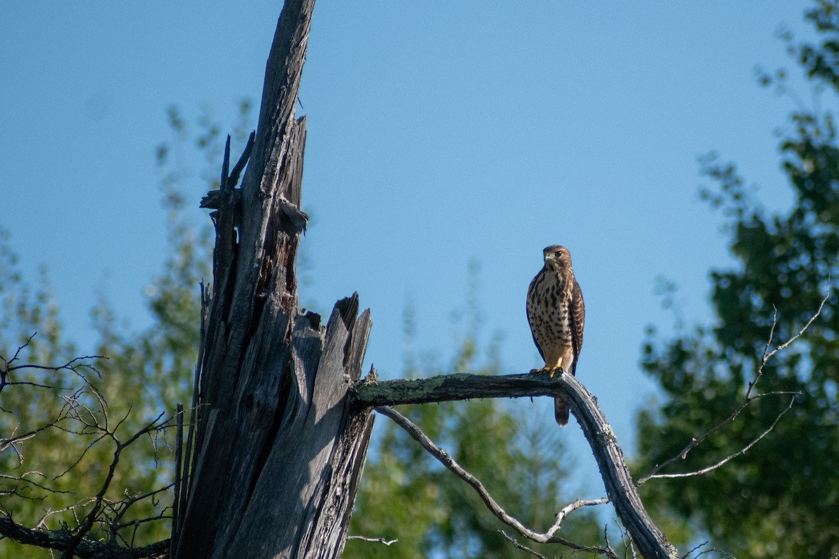 Broad-winged Hawk - ML647004374
