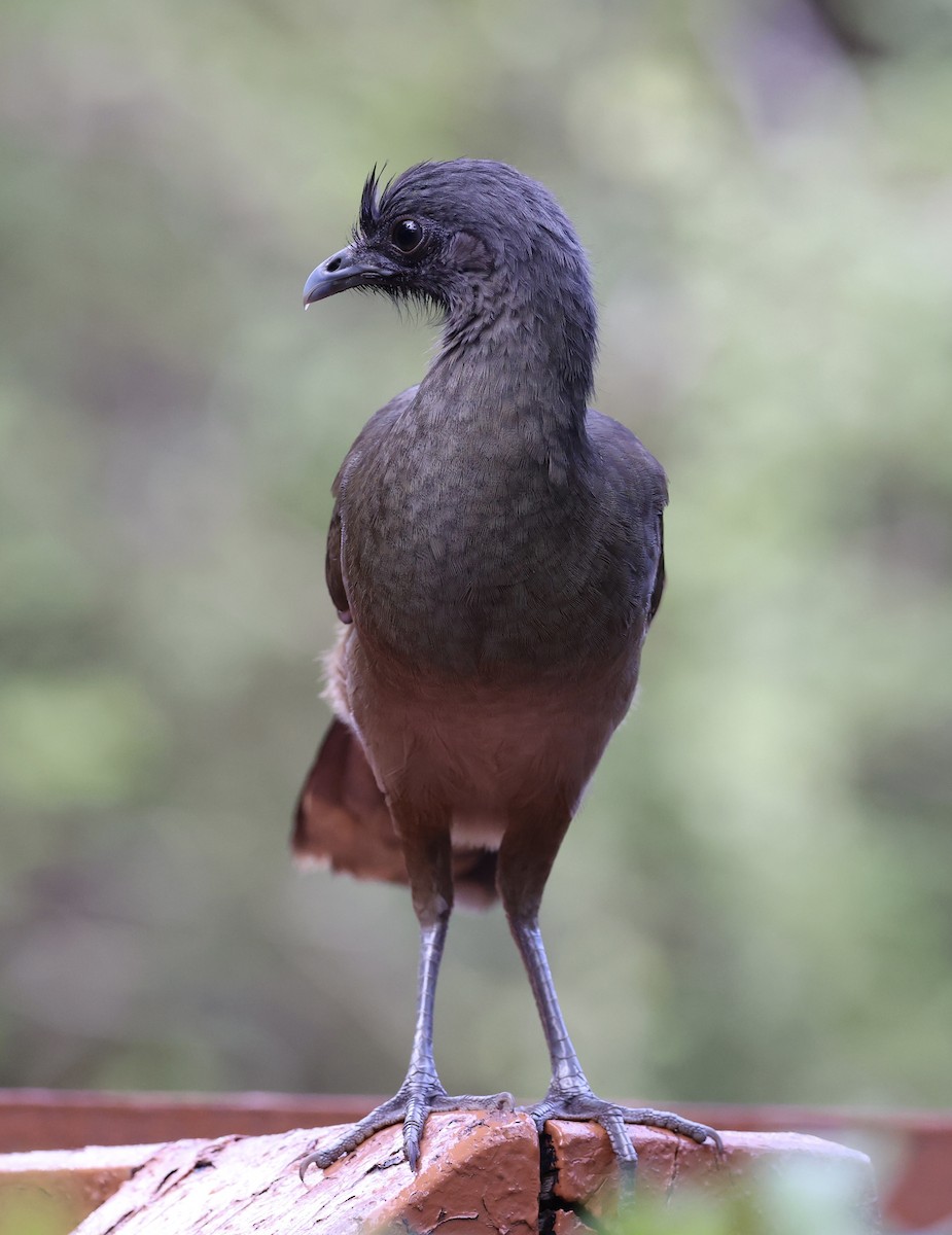 Plain Chachalaca - ML647004375