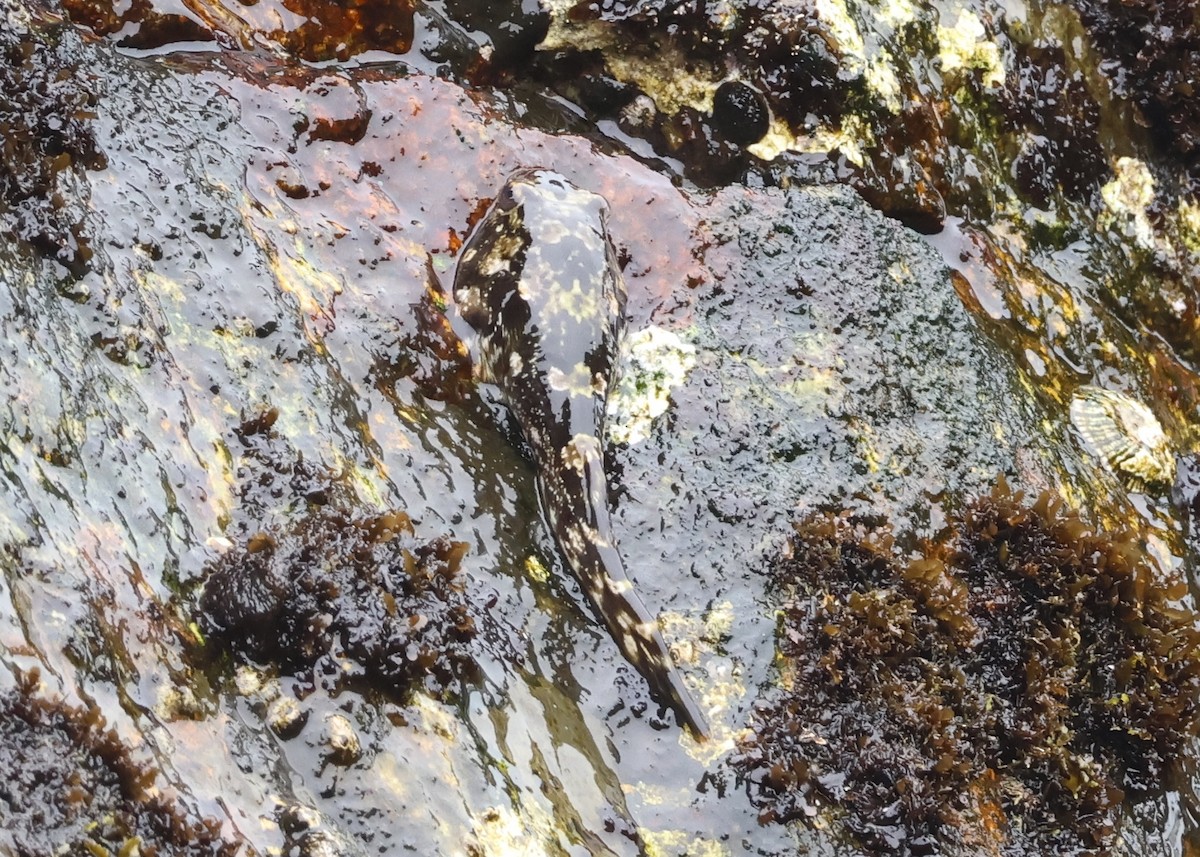 動物界 - ML647004377