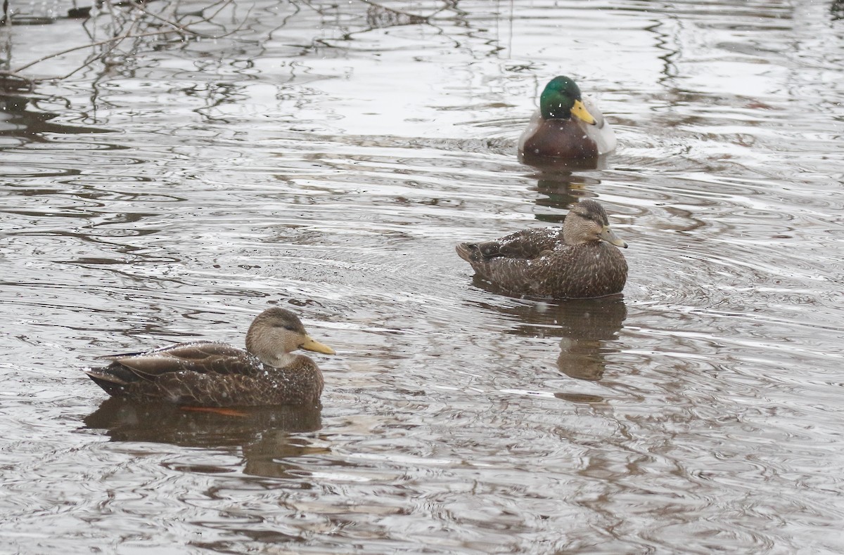 American Black Duck - ML647004378