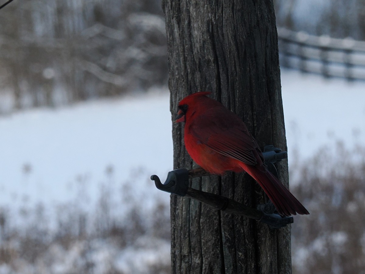Cardinal rouge - ML647004380