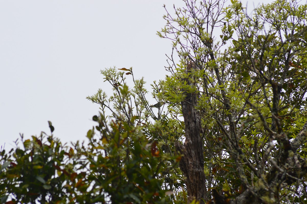 Philadelphia Vireo - ML647004384