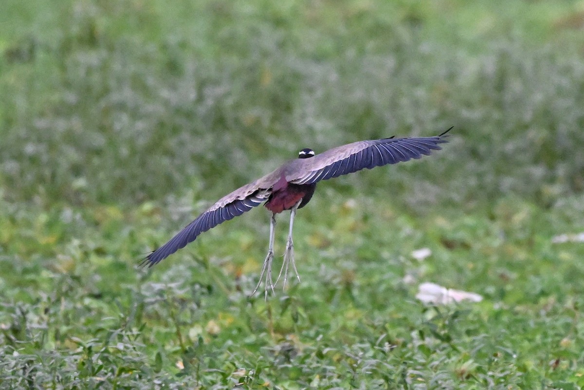 Bronze-winged Jacana - ML647004388