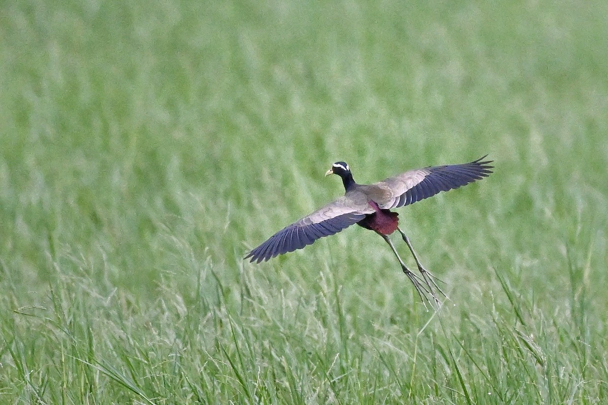 Bronze-winged Jacana - ML647004390
