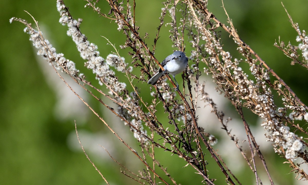Blue-gray Gnatcatcher - ML647004391