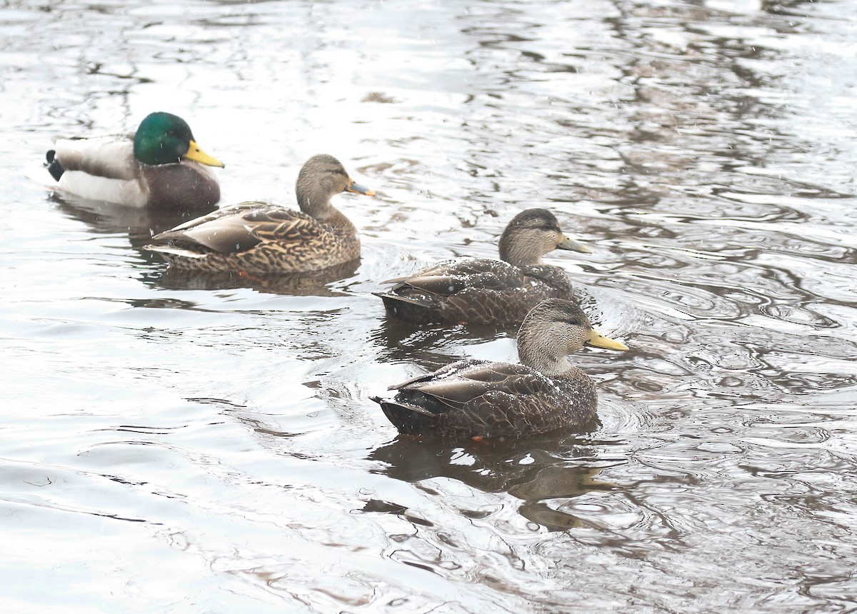 American Black Duck - ML647004394