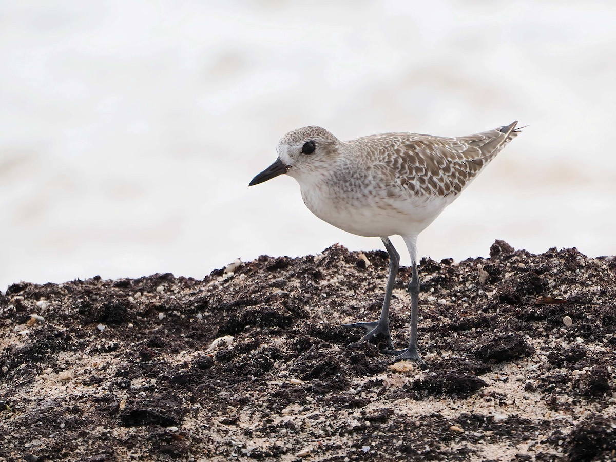 灰斑鴴 - ML647004395