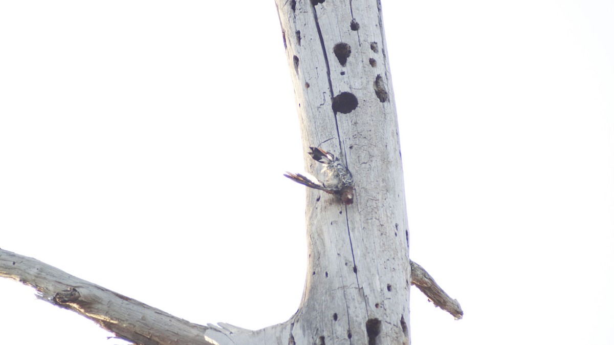 Red-headed Woodpecker - ML647004399