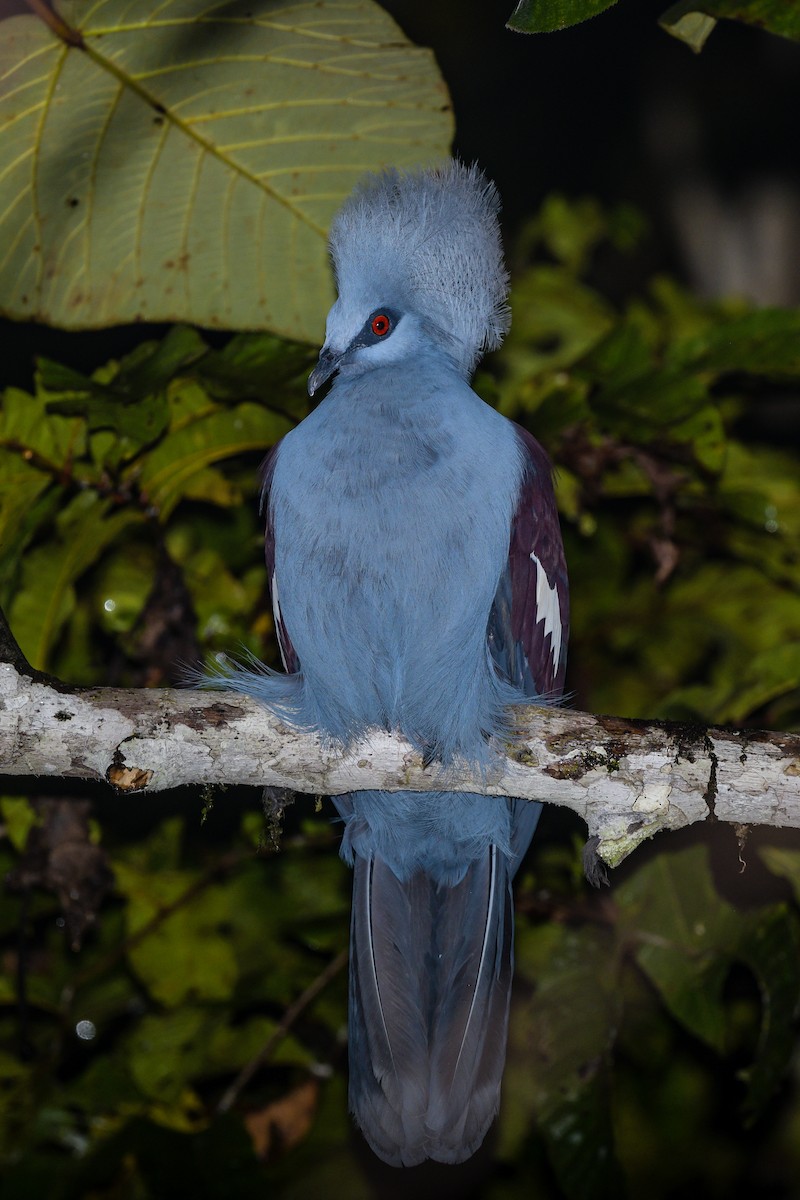 カンムリバト - ML647004401