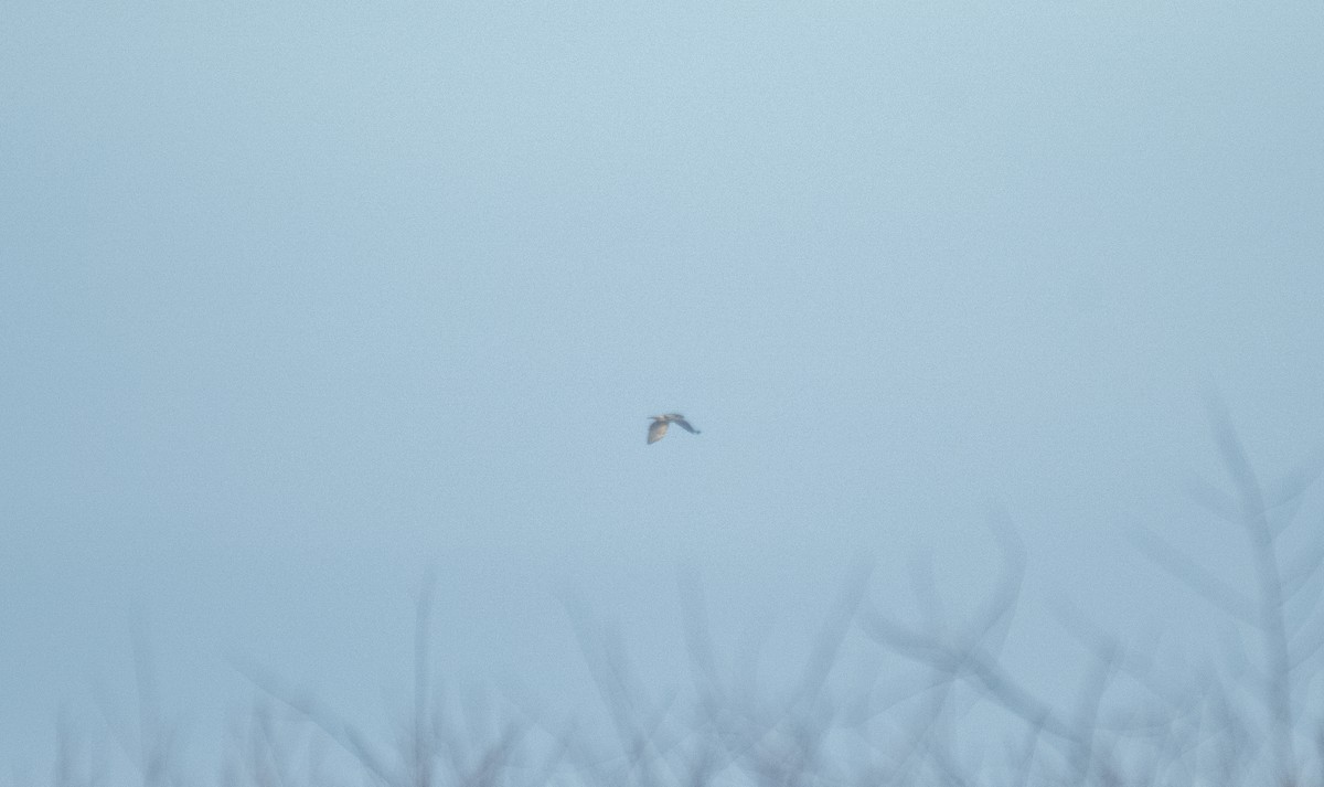 Канюк неоарктичний (підвид kriderii) - ML647004402