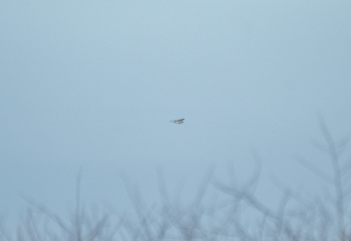 Канюк неоарктичний (підвид kriderii) - ML647004403