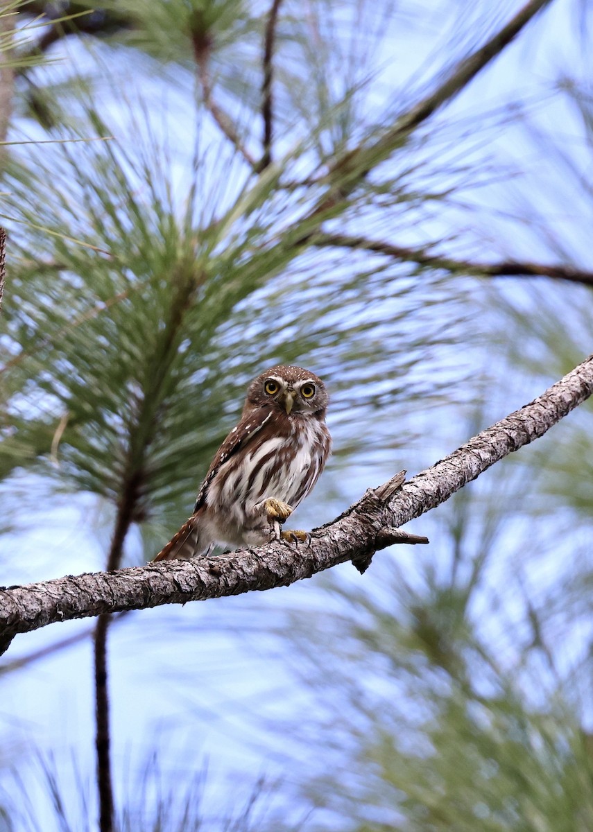 Ferruginous Pygmy-Owl - ML647004408