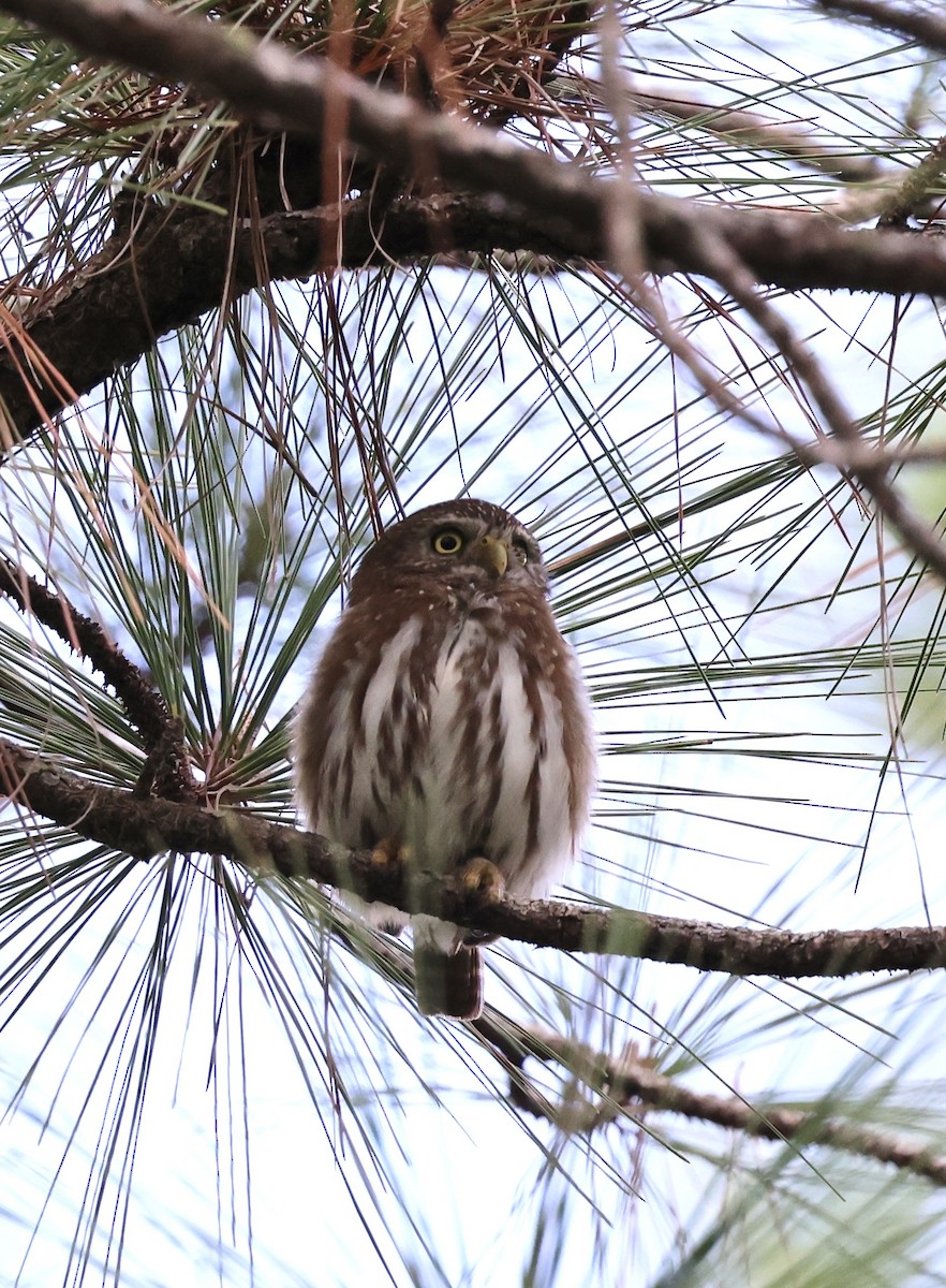 Ferruginous Pygmy-Owl - ML647004409