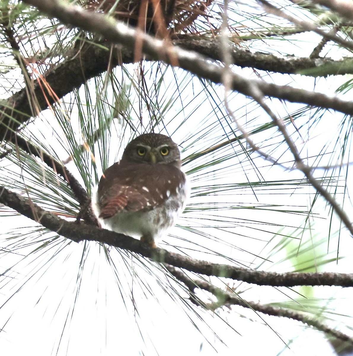 Ferruginous Pygmy-Owl - ML647004410