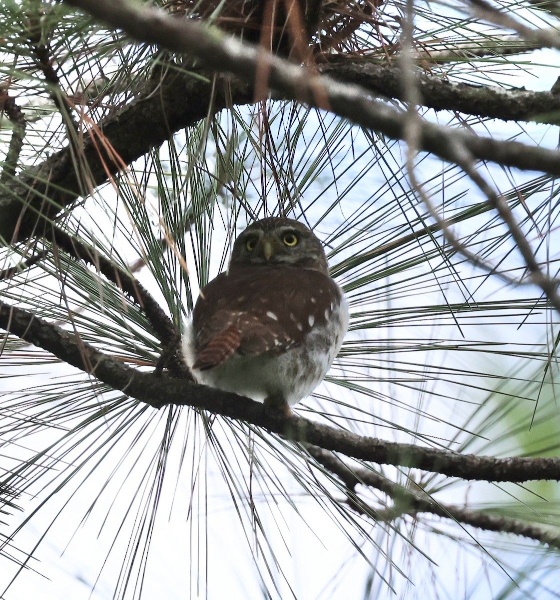 Ferruginous Pygmy-Owl - ML647004411