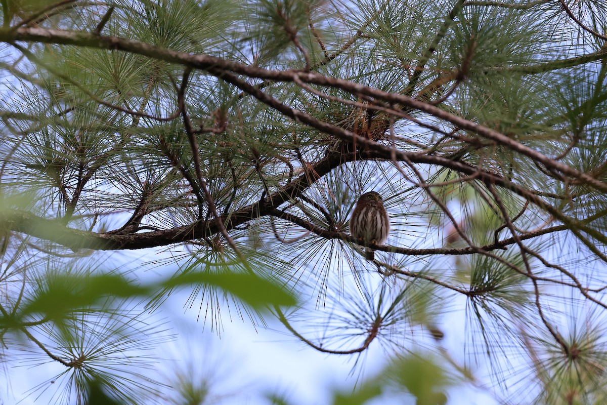 Ferruginous Pygmy-Owl - ML647004414