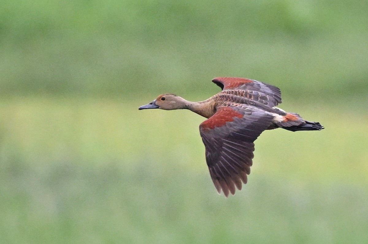 אווזון קטן - ML647004417