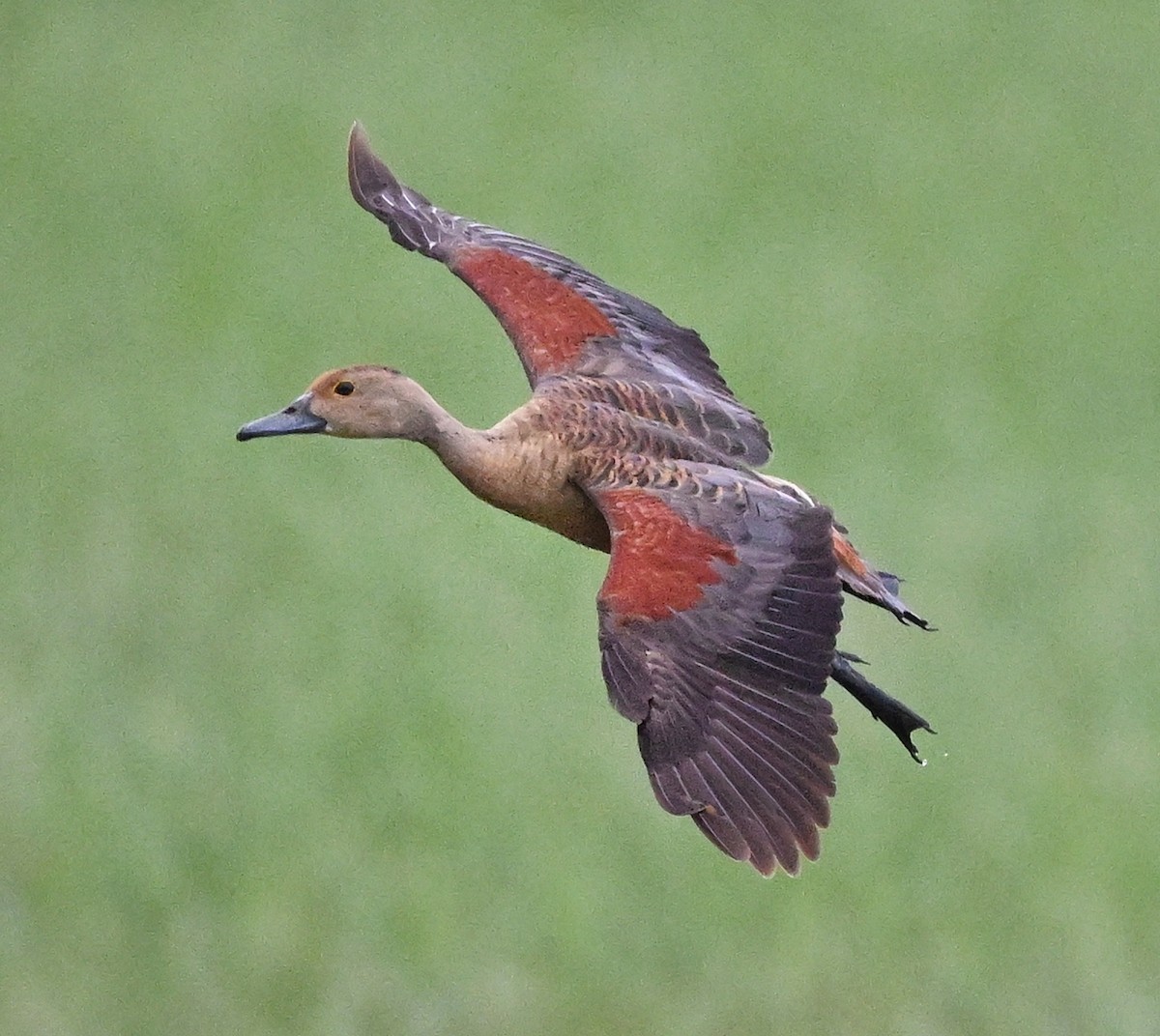 אווזון קטן - ML647004418