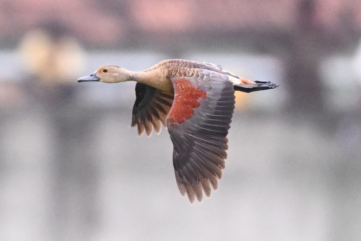 אווזון קטן - ML647004419