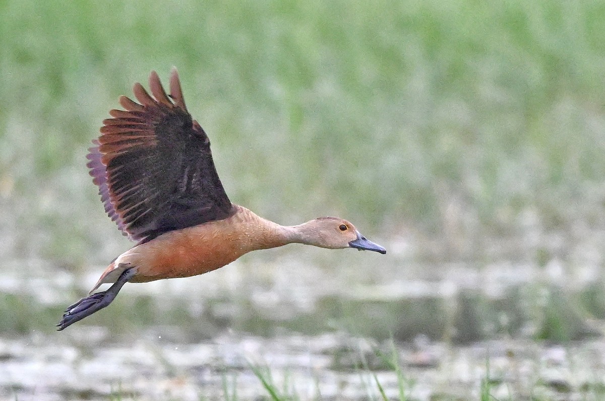 אווזון קטן - ML647004420