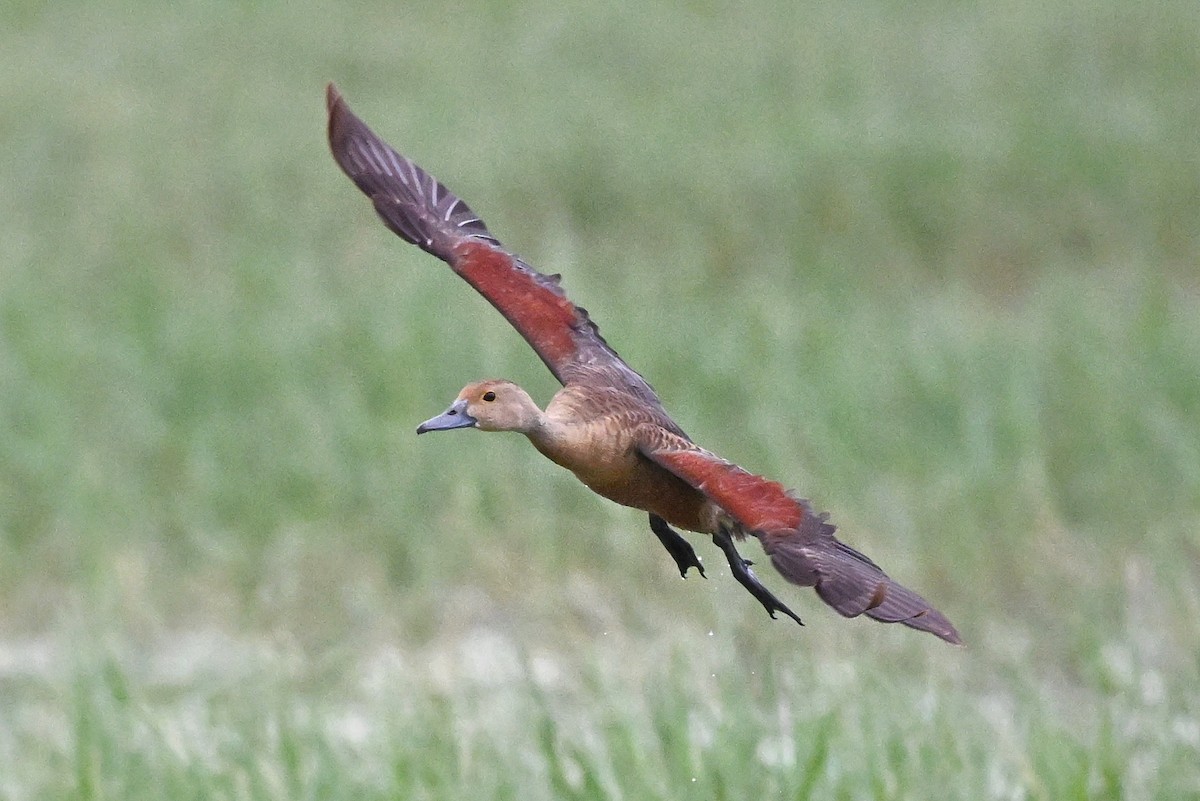 אווזון קטן - ML647004421