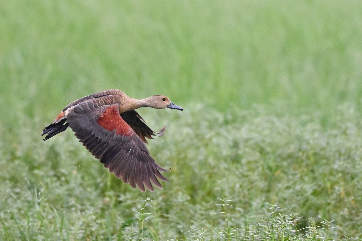 אווזון קטן - ML647004422