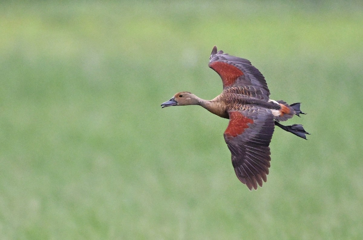 אווזון קטן - ML647004423