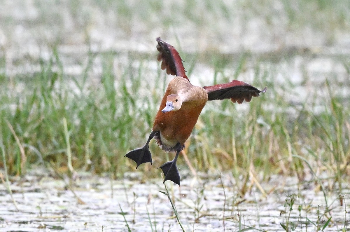 אווזון קטן - ML647004424