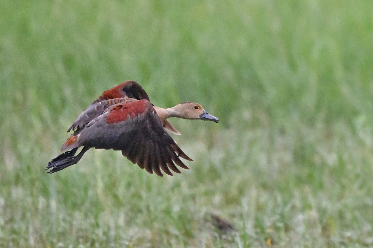 אווזון קטן - ML647004425