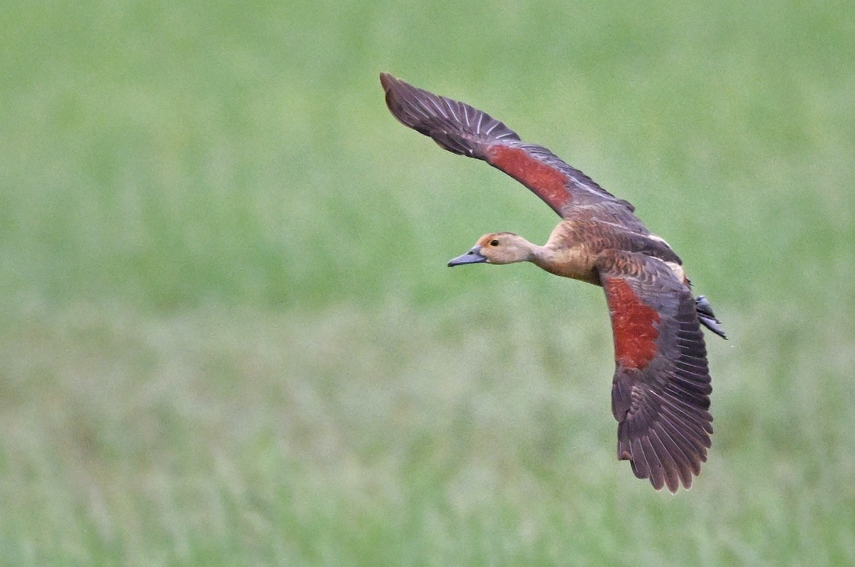 אווזון קטן - ML647004426