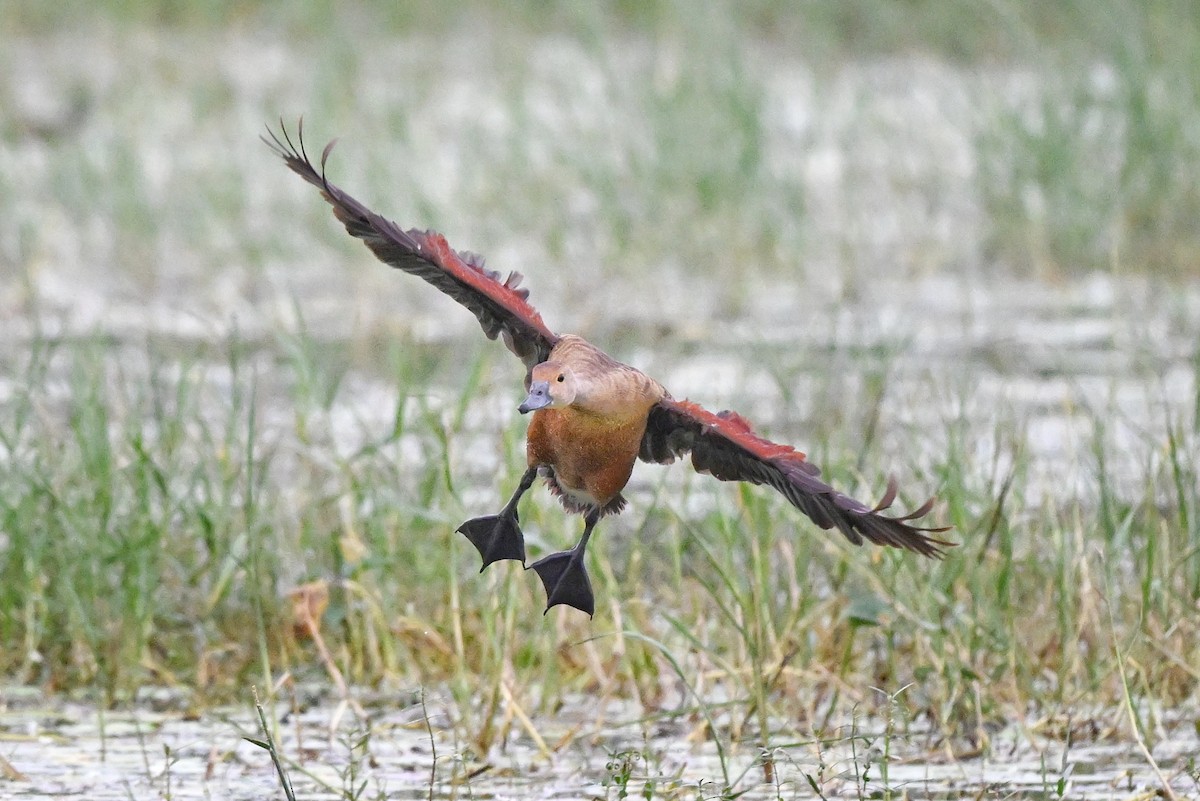 אווזון קטן - ML647004427
