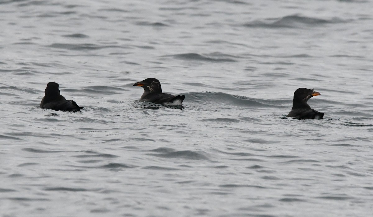 ウトウ - ML647004439