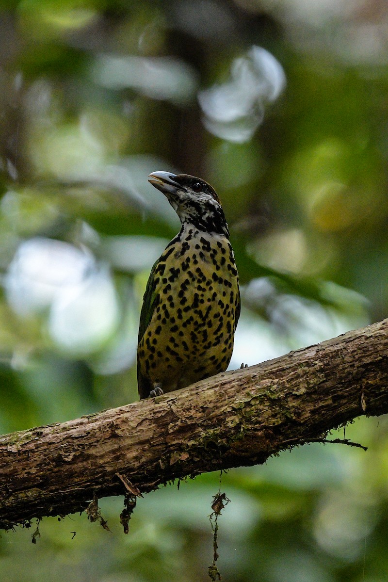 ミミジロネコドリ - ML647004441