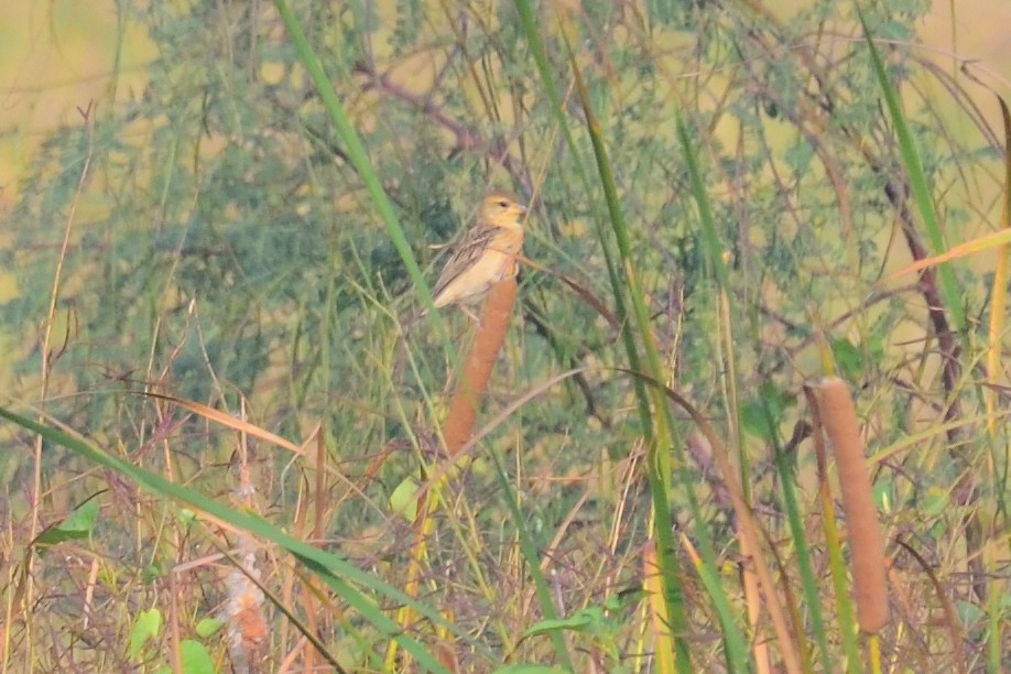 Baya Weaver - ML647004443
