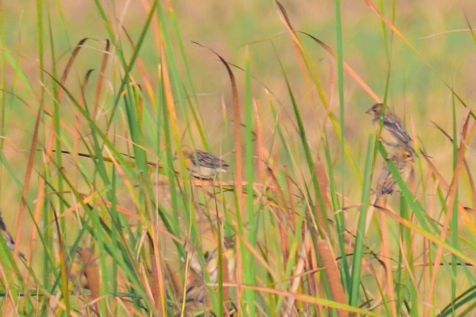 Baya Weaver - ML647004444