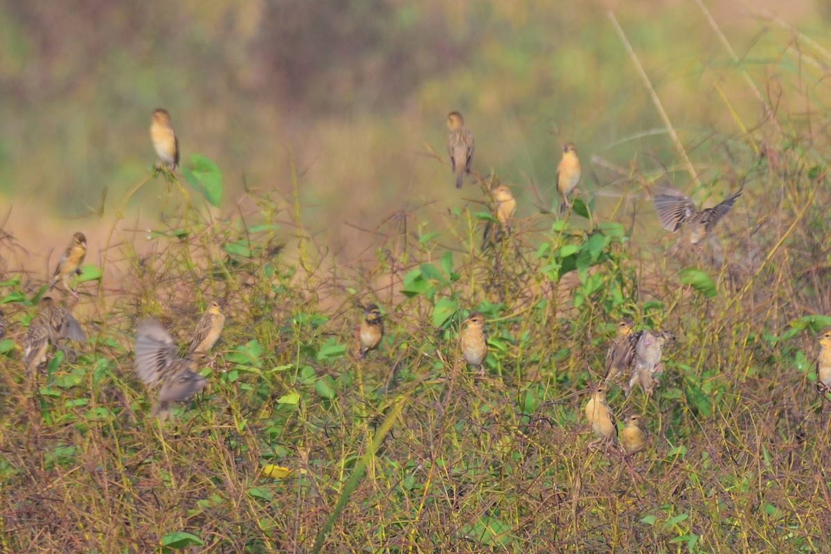 Baya Weaver - ML647004445