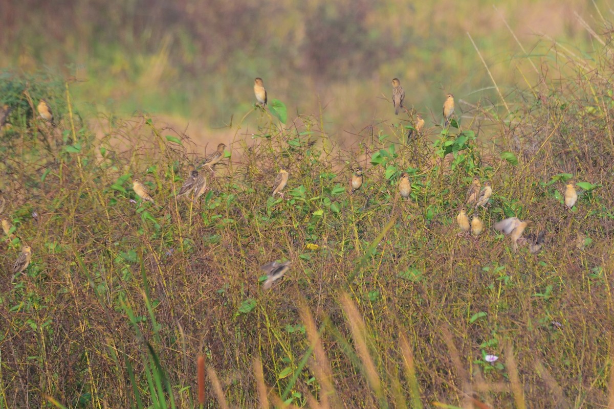 Baya Weaver - ML647004446