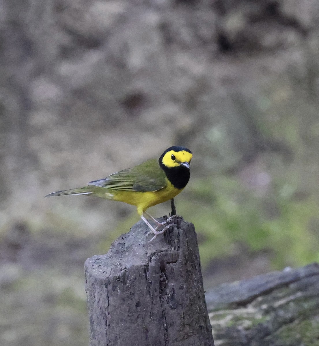 Hooded Warbler - ML647004448