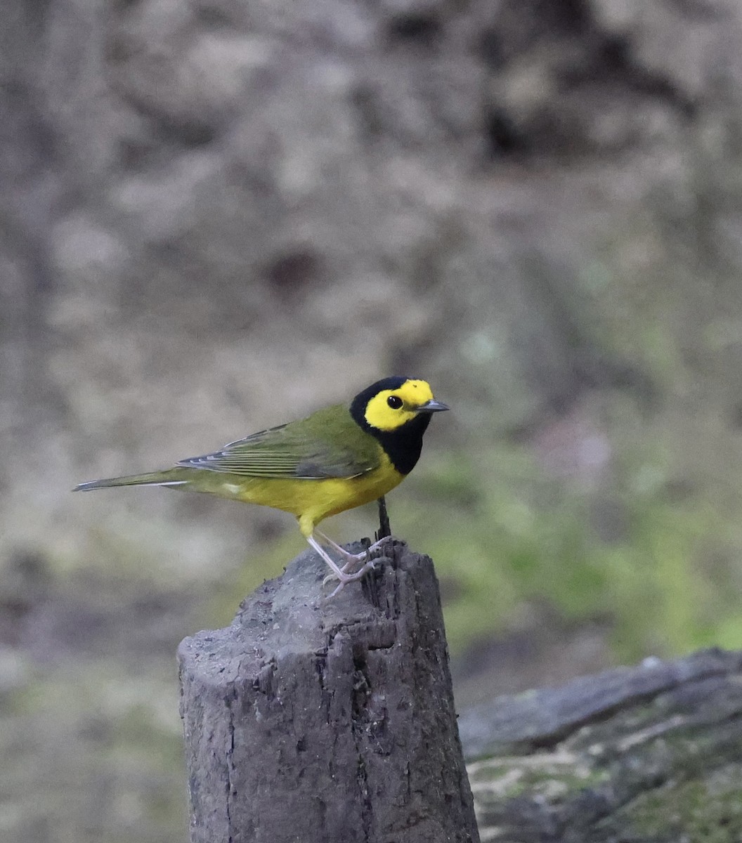 Hooded Warbler - ML647004449