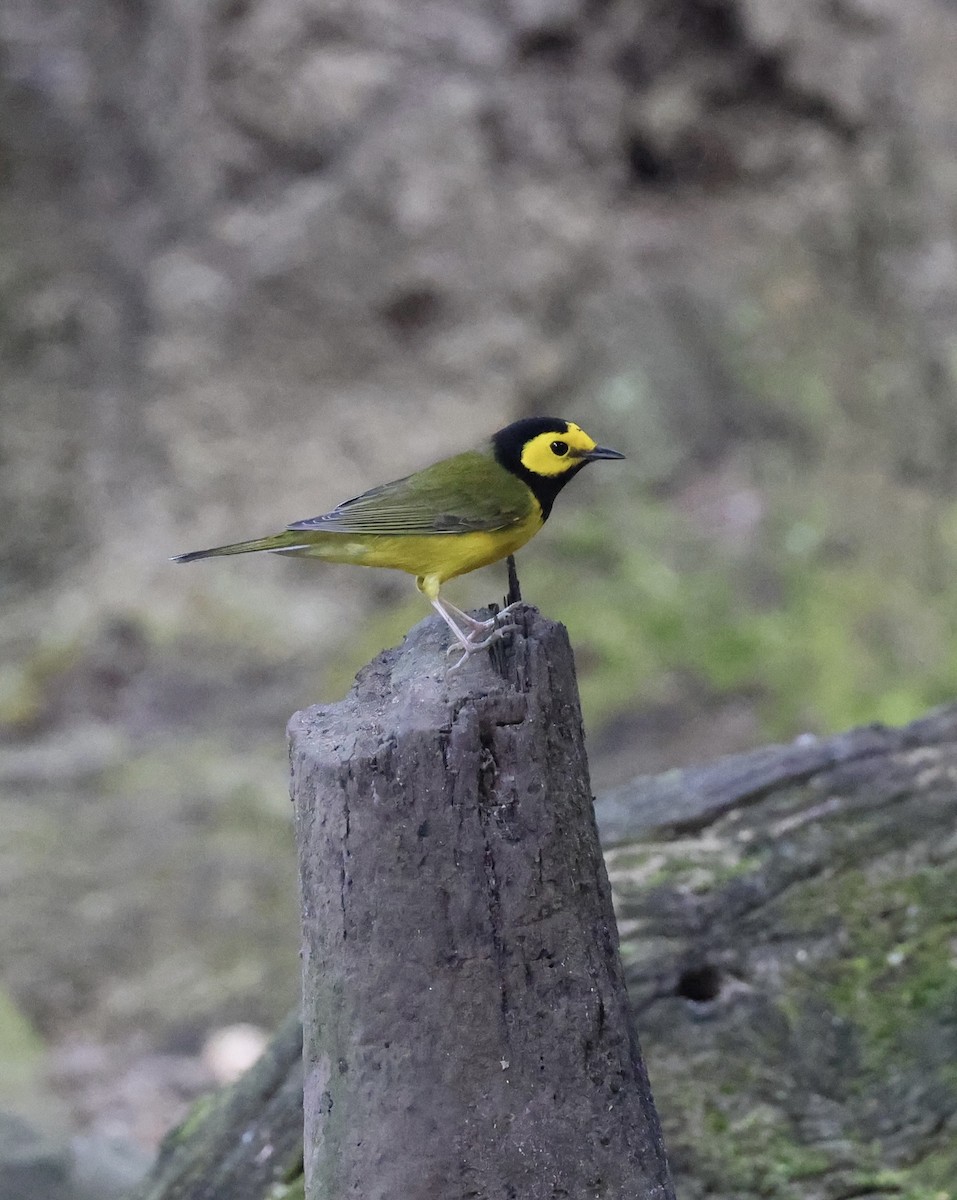 Hooded Warbler - ML647004450
